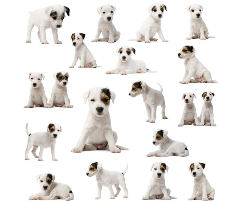 Jack Russell Terrier Puppies — White