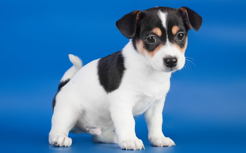 Jack Russell Terrier Puppy — Blue