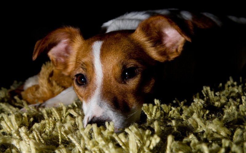 Jack Russell Terrier Puppy — Brown, Dramatic