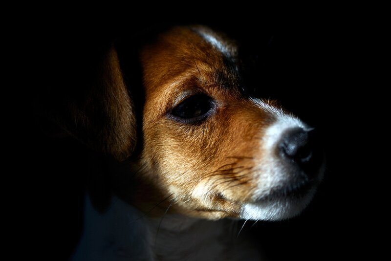 Jack Russell Terrier Puppy — Brown