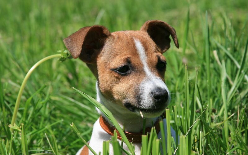 Jack Russell Terrier Puppy — Green, Calm, Afternoon, Photograph