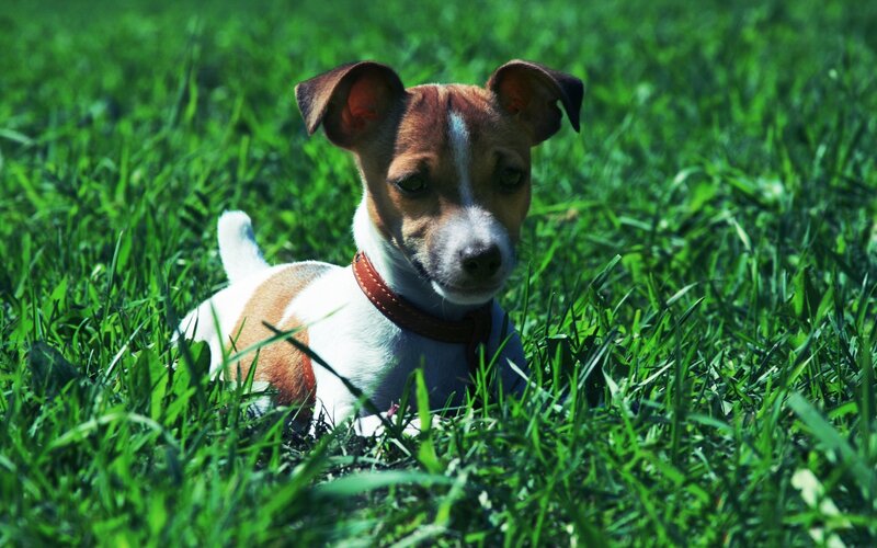 Jack Russell Terrier Puppy — Green, Calm