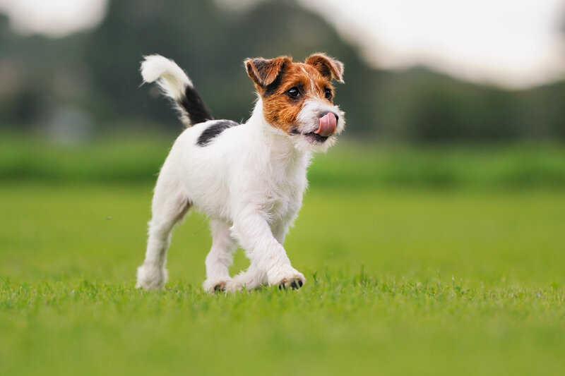 Jack Russell Terrier Puppy — Green, Playful