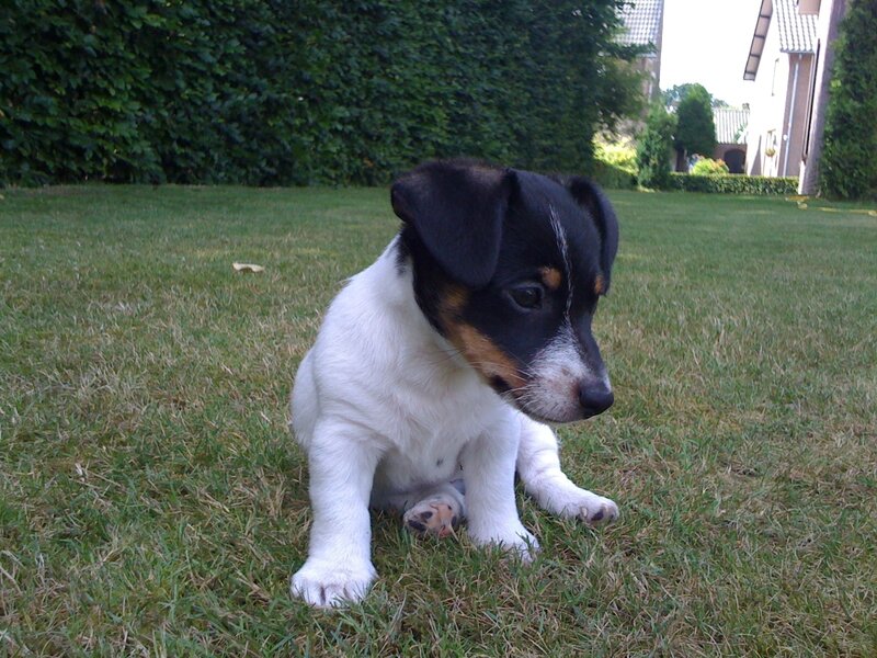 Jack Russell Terrier Puppy — Green