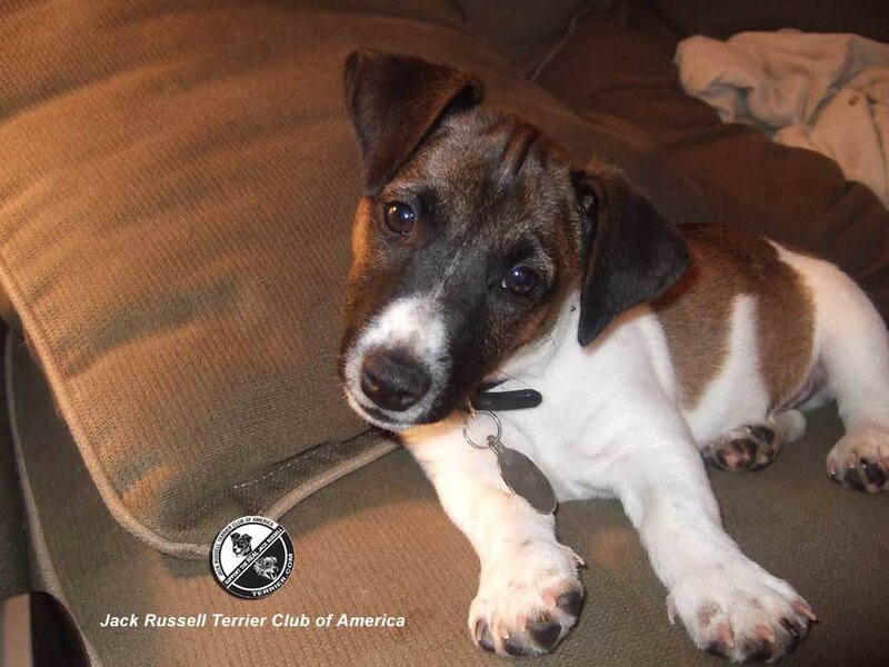 Jack Russell Terrier Puppy