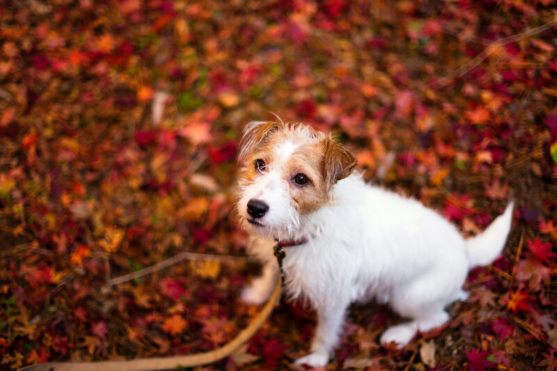 Jack Russell Terrier Puppy — White, Calm, Autumn