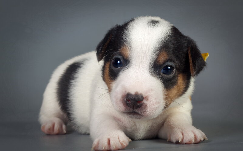 Jack Russell Terrier Puppy — White, Calm