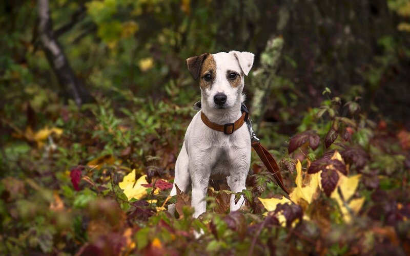 Jack Russell Terrier Puppy — White