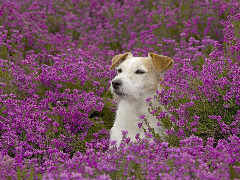 Jack Russell Terrier — Purple, Calm, Summer
