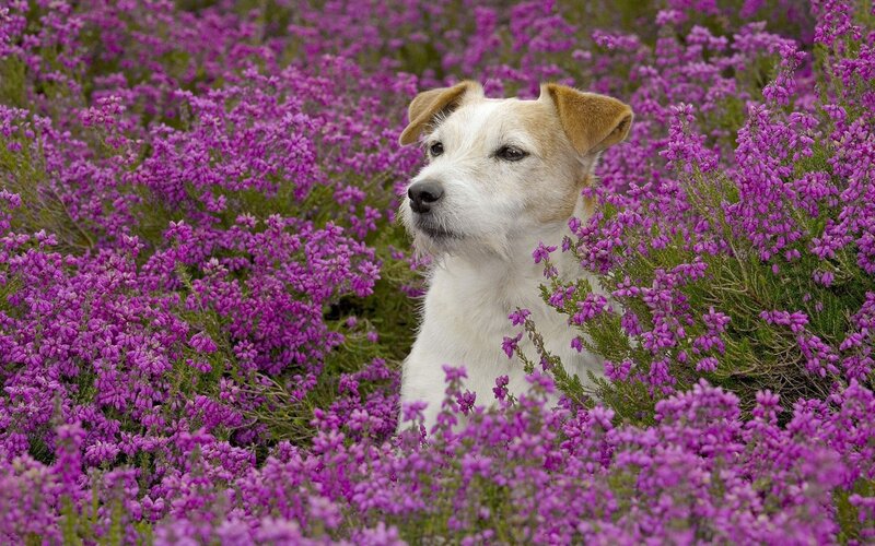 Jack Russell Terrier — Purple, Calm