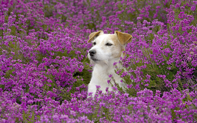 Jack Russell Terrier — Purple, Serene, Summer