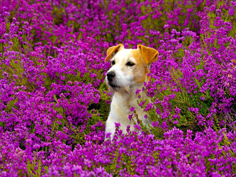 Jack Russell Terrier — Purple, Serene