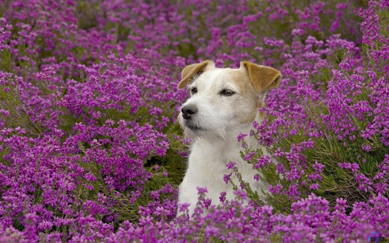 Jack Russell Terrier — Purple