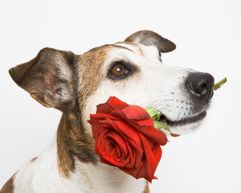 Jack Russell Terrier — Red, Calm