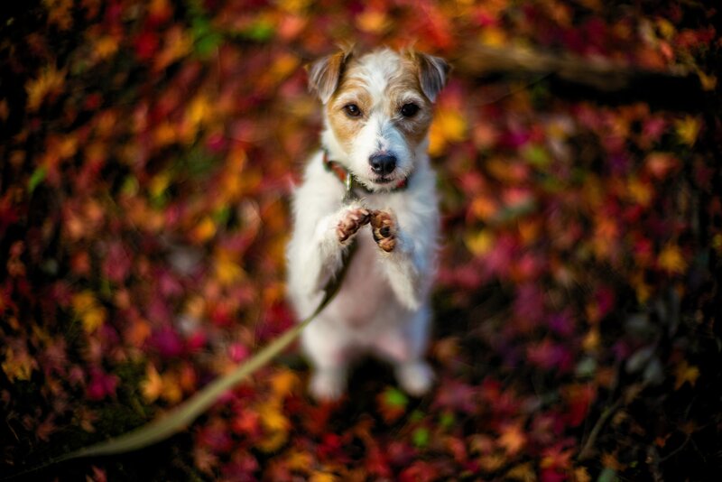 Jack Russell Terrier — Red, Playful