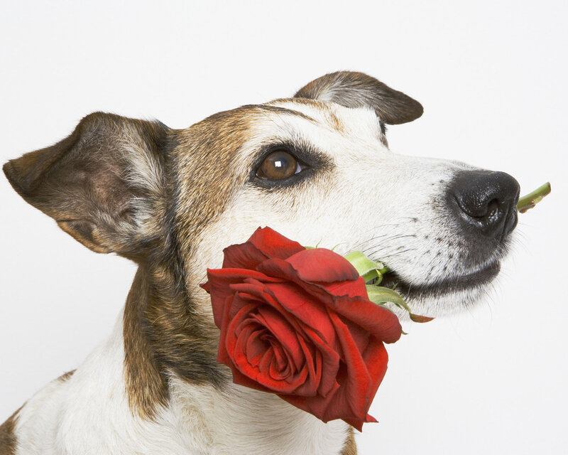 Jack Russell Terrier — Red