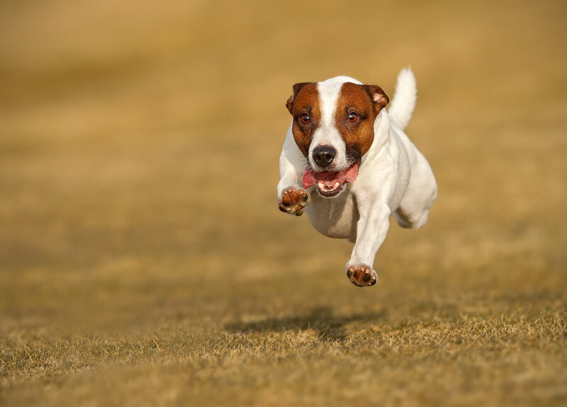 Jack Russell Terrier Running — Brown