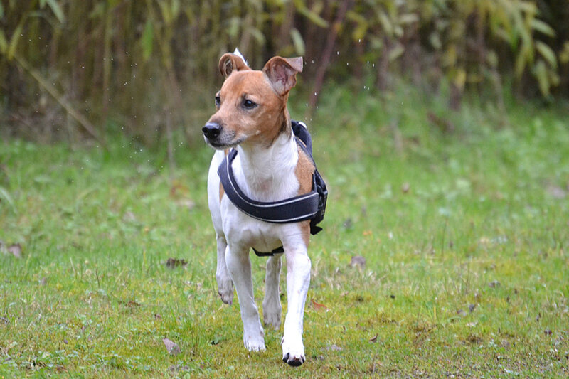 Jack Russell Terrier Running — Green
