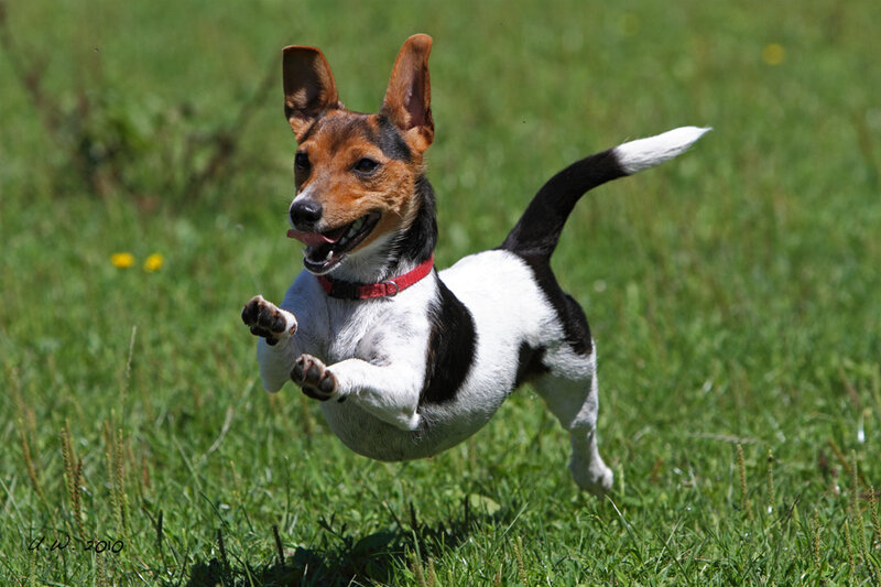 Jack Russell Terrier Running