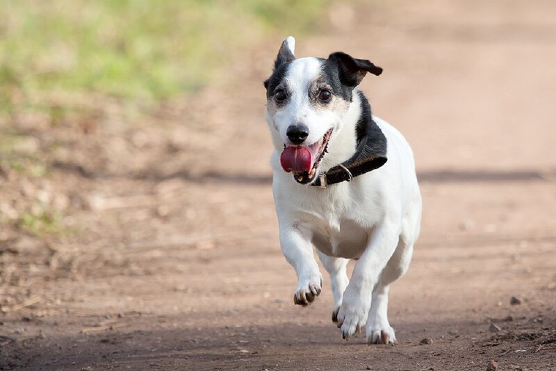 Jack Russell Terrier Running — White, Active