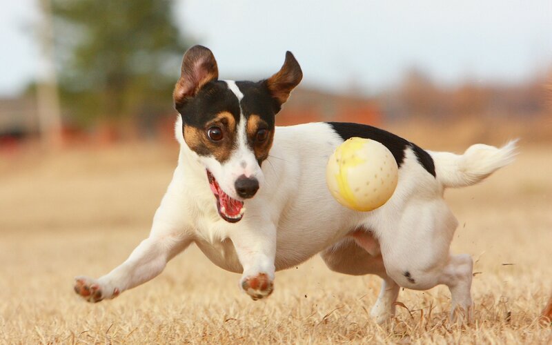 Jack Russell Terrier Running — White