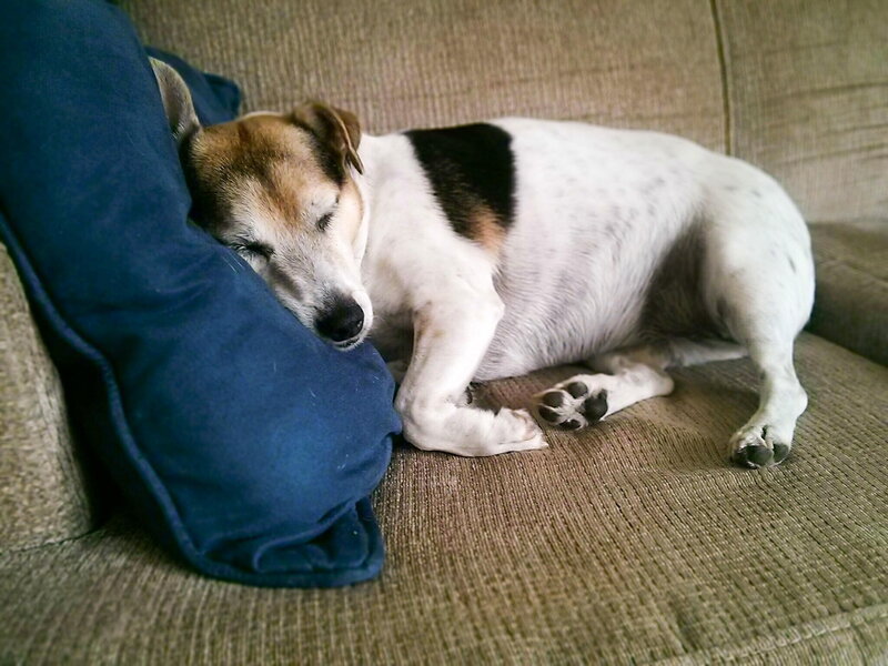 Jack Russell Terrier Sleeping