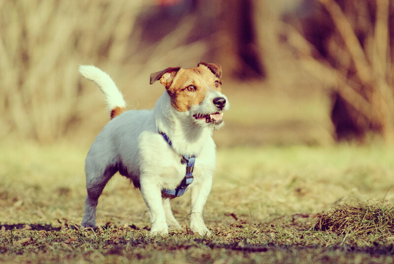 Jack Russell Terrier — White, Alert