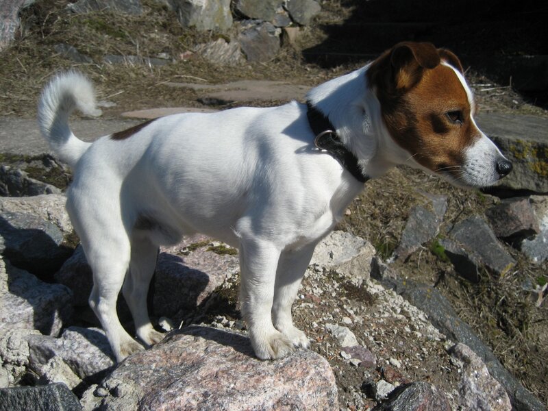 Jack Russell Terrier — White, Calm, Afternoon, Photograph