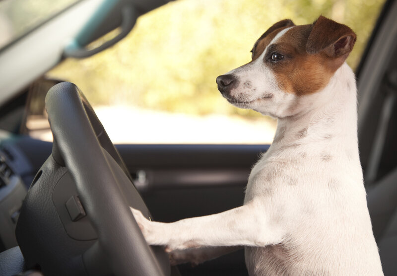 Jack Russell Terrier — White, Calm, Afternoon