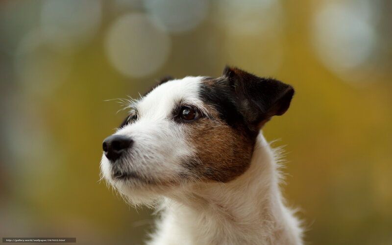 Jack Russell Terrier — White, Calm, Autumn, Photograph, Dog
