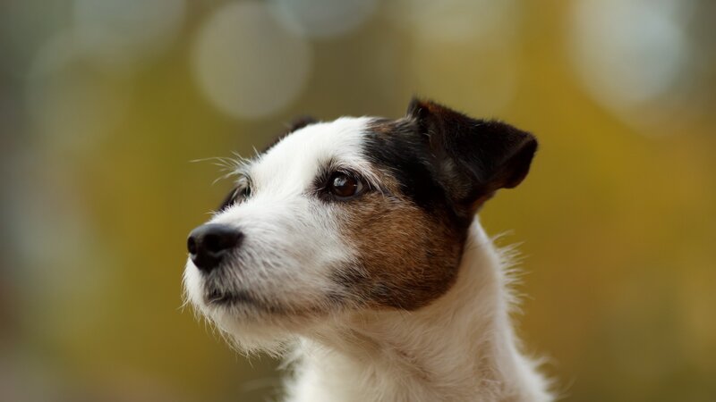 Jack Russell Terrier — White, Calm, Autumn, Photograph