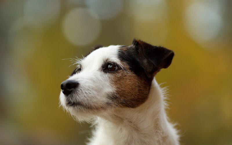 Jack Russell Terrier — White, Calm, Autumn