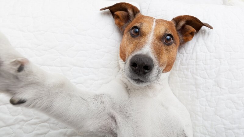 Jack Russell Terrier — White, Calm, Photograph, Bed