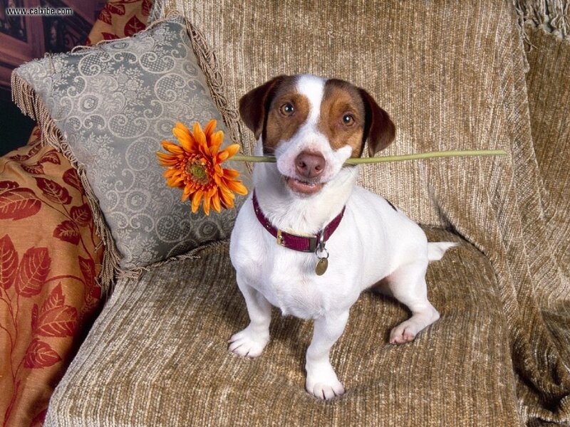 Jack Russell Terrier — White, Calm, Photograph, Flower