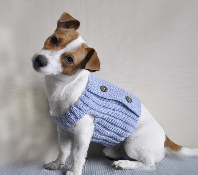 Jack Russell Terrier — White, Calm, Photograph, Sweater