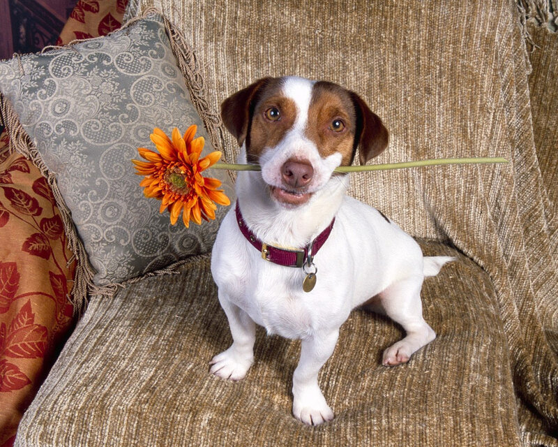 Jack Russell Terrier — White, Calm, Photograph