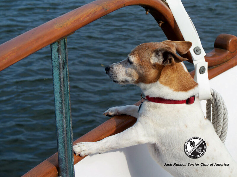 Jack Russell Terrier — White, Calm