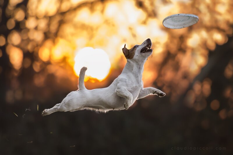 Jack Russell Terrier — White, Dynamic