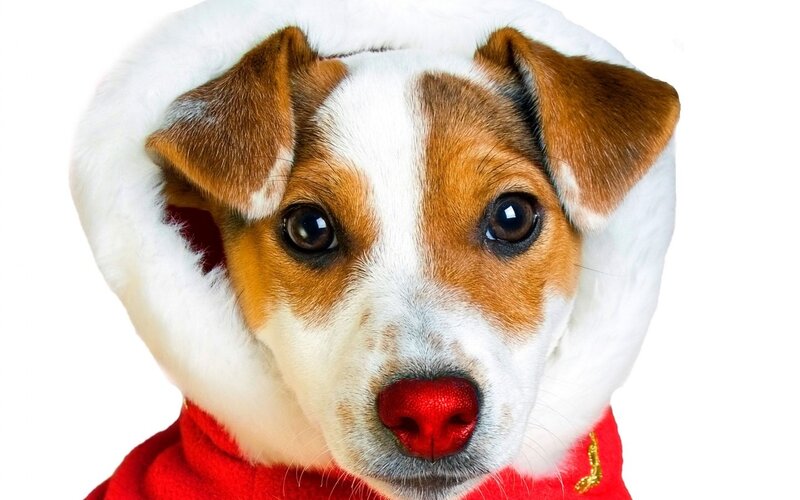 Jack Russell Terrier — White, Festive