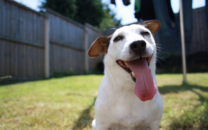 Jack Russell Terrier — White, Happy, Afternoon
