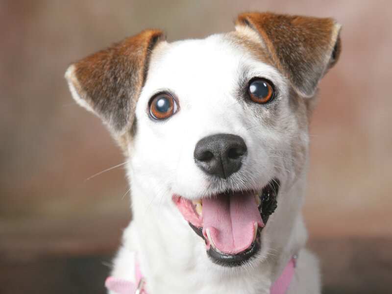 Jack Russell Terrier — White, Happy