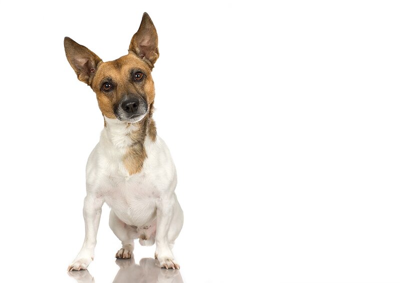 Jack Russell Terrier — White, Neutral