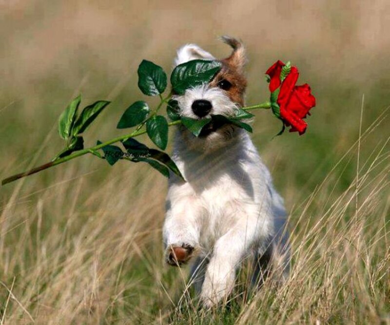 Jack Russell Terrier — White, Playful, Afternoon