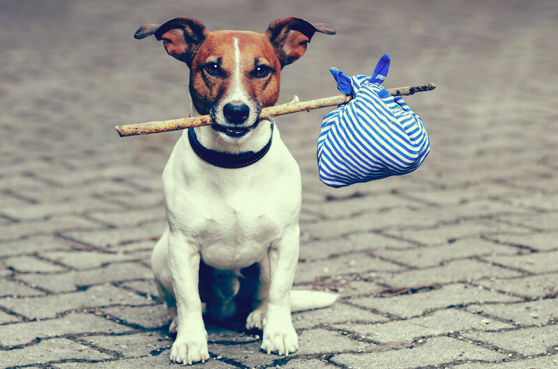 Jack Russell Terrier — White, Playful, Photograph