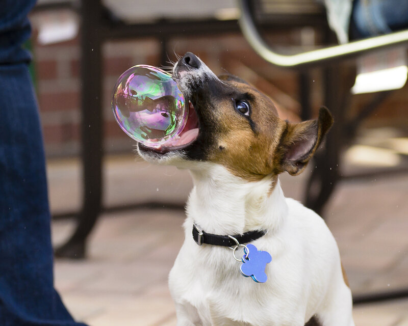 Jack Russell Terrier — White, Playful