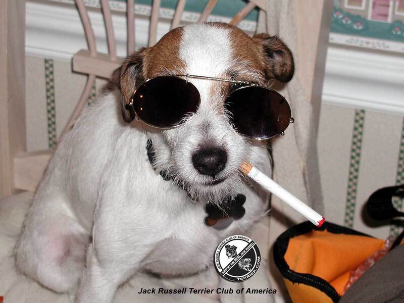 Jack Russell Terrier — White