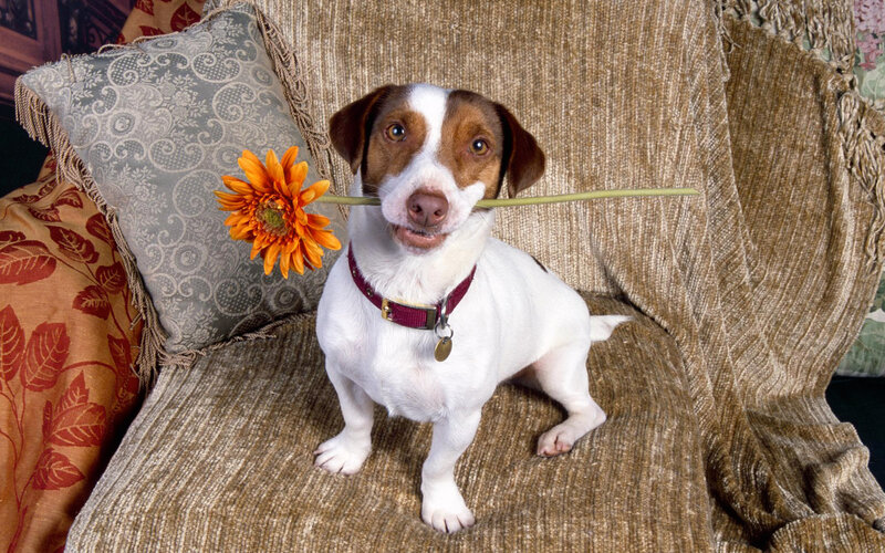 Jack Russell Terrier with Flower
