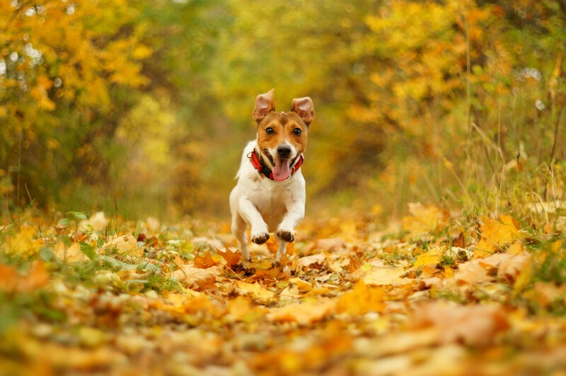 Jack Russell Terrier — Yellow, Playful