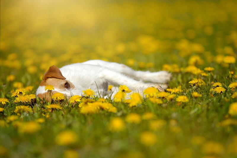 Jack Russell Terrier — Yellow, Serene