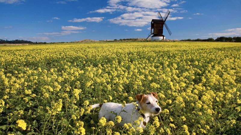 Jack Russell Terrier — Yellow
